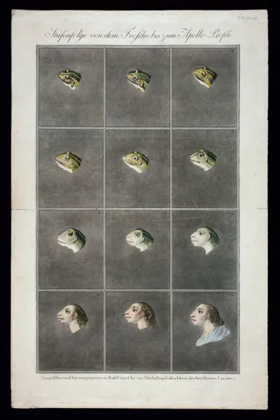 Twelve stages in the sequence from the head of a frog to the head of a primitive man