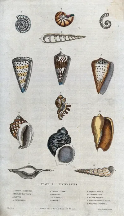 Twelve univalve molluscs