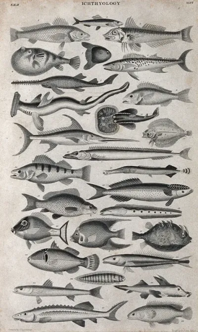 Twenty eight types of fish