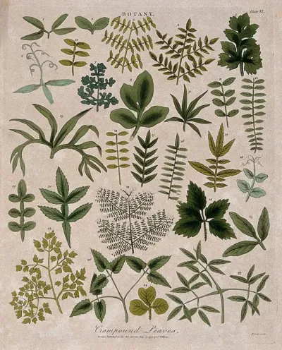 Twenty seven compound plant leaves of different forms