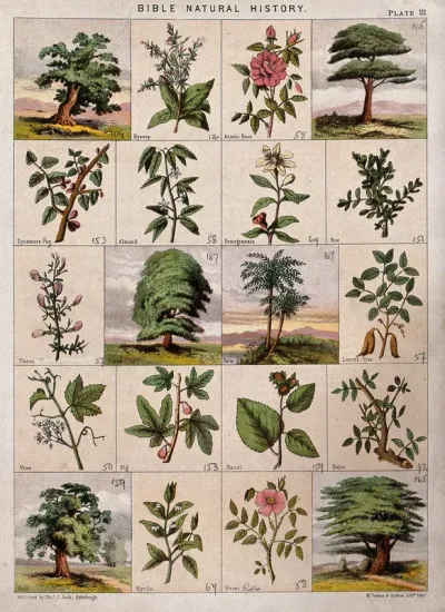 Twenty trees, herbs and shrubs of the bible