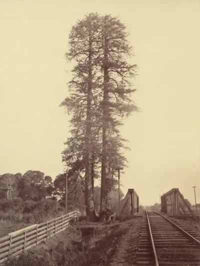 Twin Redwoods, Palo Alto