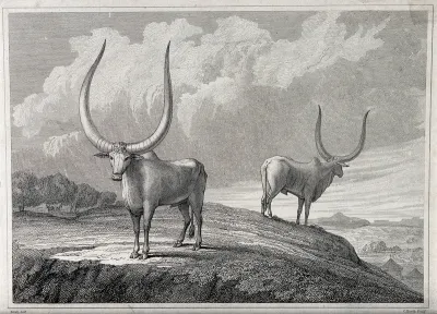 Two African oxen with huge horns standing on a hillside