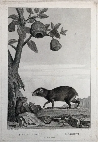 Two agoutis or cavies meeting under the branch of a fruit tree