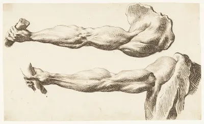 Two Anatomical Studies of An Arm