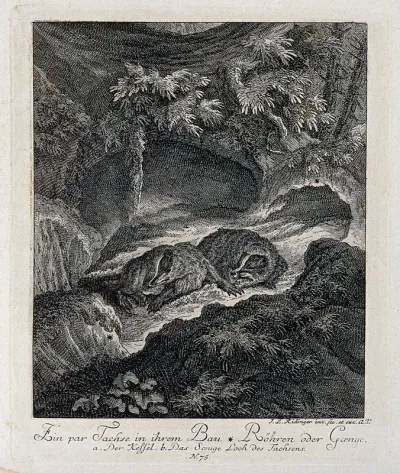 Two badgers in their burrow