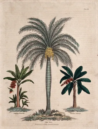 Two banana plants (Musa species) and a date palm tree