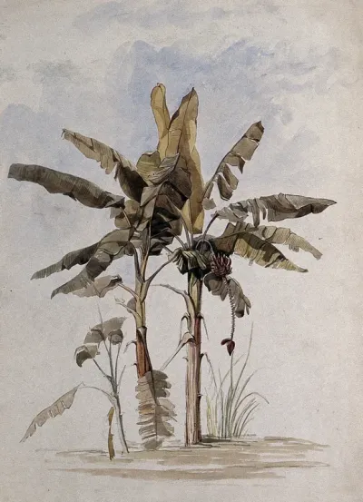 Two banana plants (Musa species), one with fruit, in Guyana