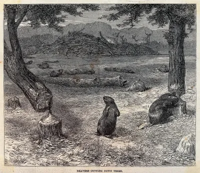 Two beavers felling trees by gnawing at the trunks