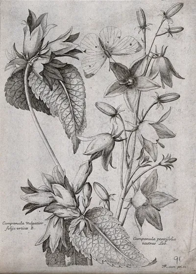 Two bellflowers (Campanula species): flowering stems with a butterfly