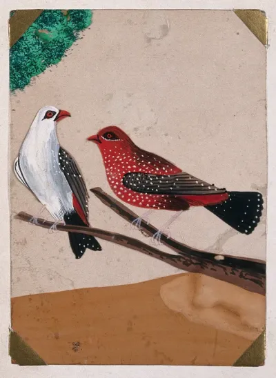 Two birds: a red, brown, white and black spotted bird and a white, grey, black and red spotted bird sitting on a branch