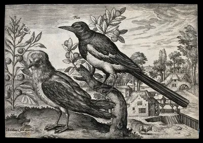 Two birds, one a magpie, set in natural surroundings