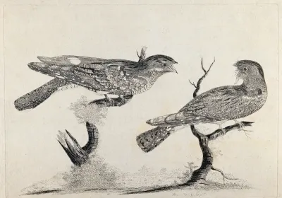 Two birds, possibly cuckoos