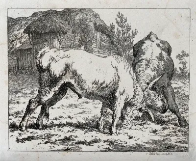 Two bulls engaged in a fight in an enclosure outside a thatched cottage