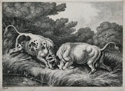 Two bulls fighting by a pond; frogs in the foreground