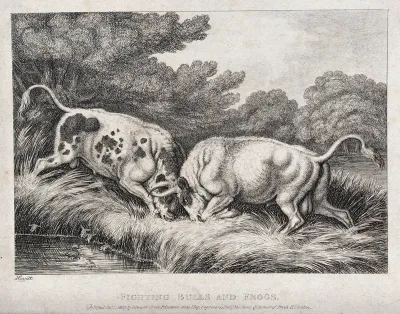Two bulls fighting by a pond sending frogs leaping into the water