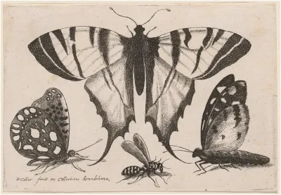 Two Butterflies, a Wasp, and a Moth