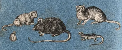 Two cats, a mouse, a monkey and a lizard