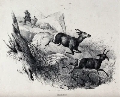 Two chamois bucks taking flight from a huntsman in the mountains