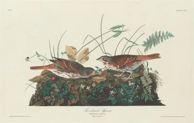 Two-colored Sparrow