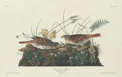 Two colored Sparrow