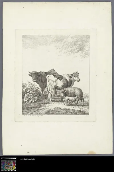 Two cows, a sheep and a lamb