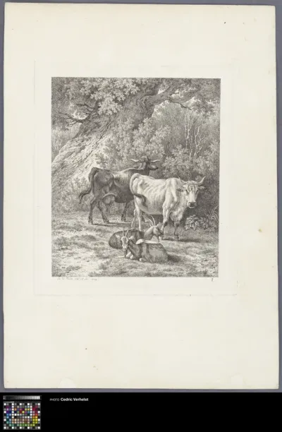 Two cows and two goats