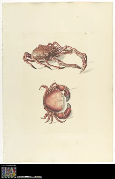 Two crabs