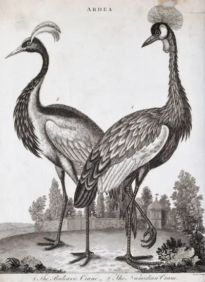 Two crested types of crane: the Balearic and Numidian