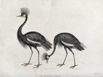 Two crowned cranes