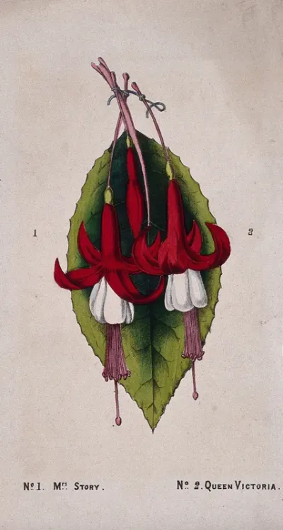 Two cultivars of fuchsia (Fuchsia species): flowers and a leaf