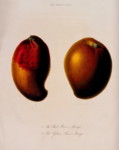 Two cultivars of mango (Mangifera indica cv.): entire fruits