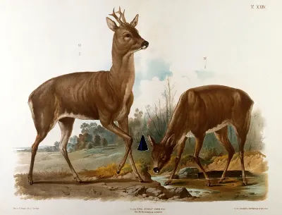 Two deer drinking at a river's edge