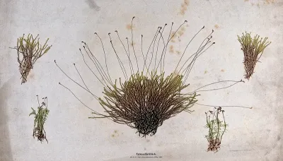 Two different mosses in five clumps, of which three have slender stalked sporophytes
