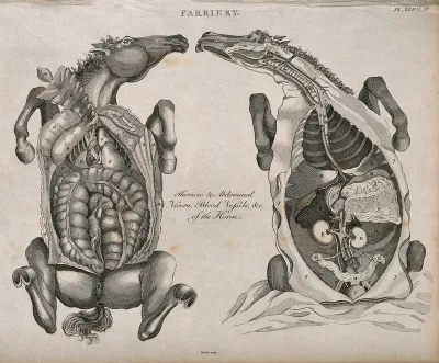 Two dissections of a horse's thorax and abdomen, seen from below, showing the internal organs and blood vessels