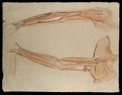 Two dissections of the arm and shoulder, showing the muscles and tendons