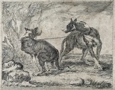 Two dogs attached to the same leash are pulling in different directions
