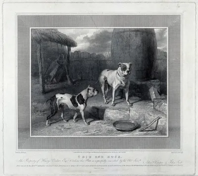 Two dogs (bull terriers?) Engraving by J