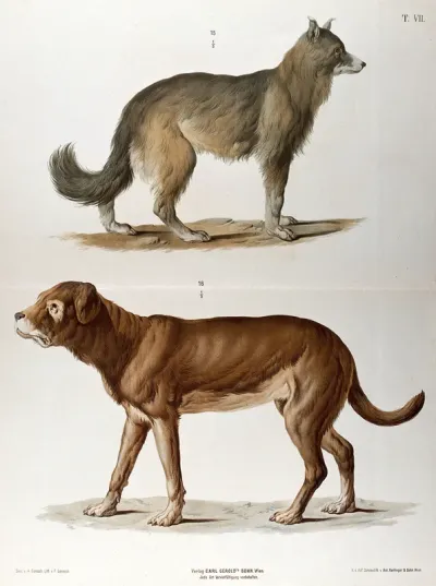Two dogs of different breeds, shown standing in profile