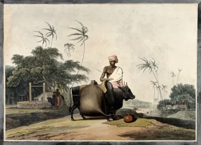 Two domesticated Asian water-buffalo being loaded up to carry water from a well in India