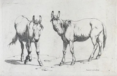 Two donkeys. Etching by R. Hills