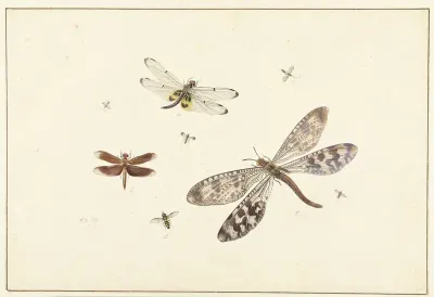 Two dragonflies, an antlion and five smaller insects