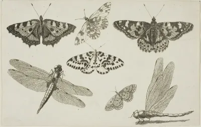 Two Dragonflies and Five Butterflies, from Diversae Insectorum...Figurae