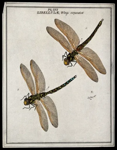 Two dragonflies (Libellulæ species): adults and eggs