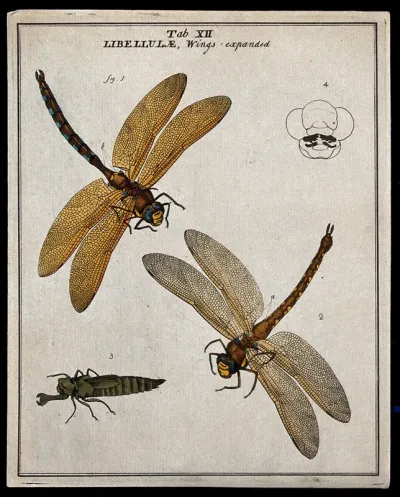 Two dragonflies (Libellulæ species): adults and larva