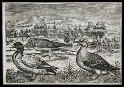Two ducks and a swallow set in natural surroundings