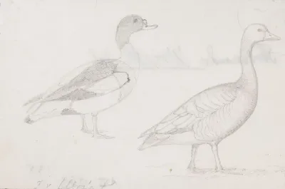 Two Ducks
