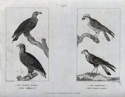 Two eagles, an osprey and a buzzard