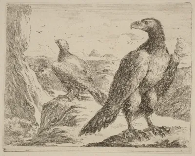 Two Eagles, Both with Heads Turned to the Left