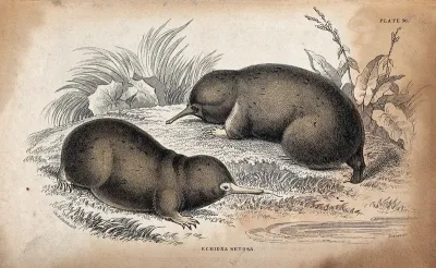 Two echidna setosa (a toothless burrowing mammal) sitting on a meadow near the water